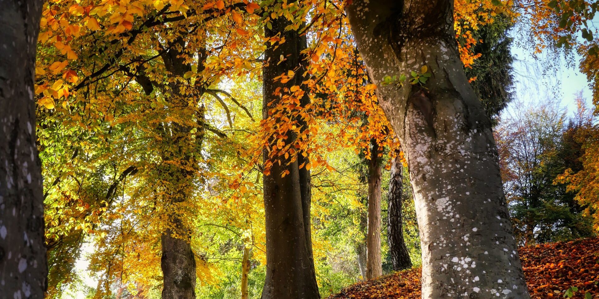 Herbstlaub im Wald mit goldenen und grünen Blättern, Österreich